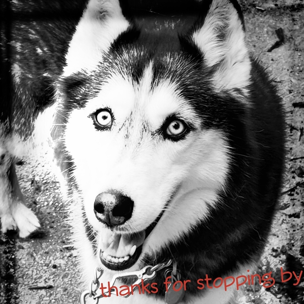 Thanks for stopping by - Picture 1 of 3